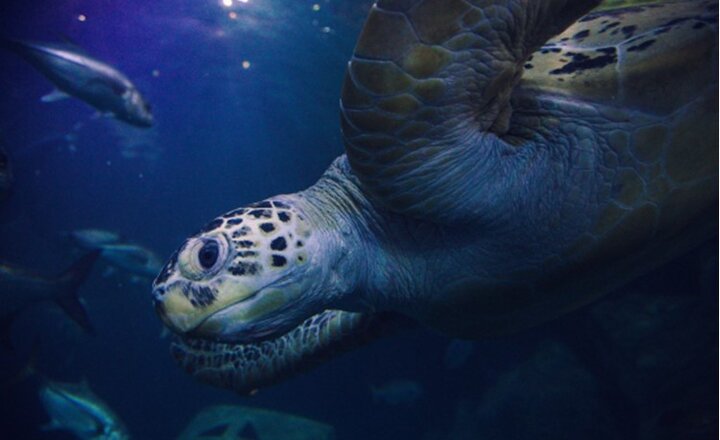 Image of Year 5 & 6 National Marine Aquarium Virtual Tour